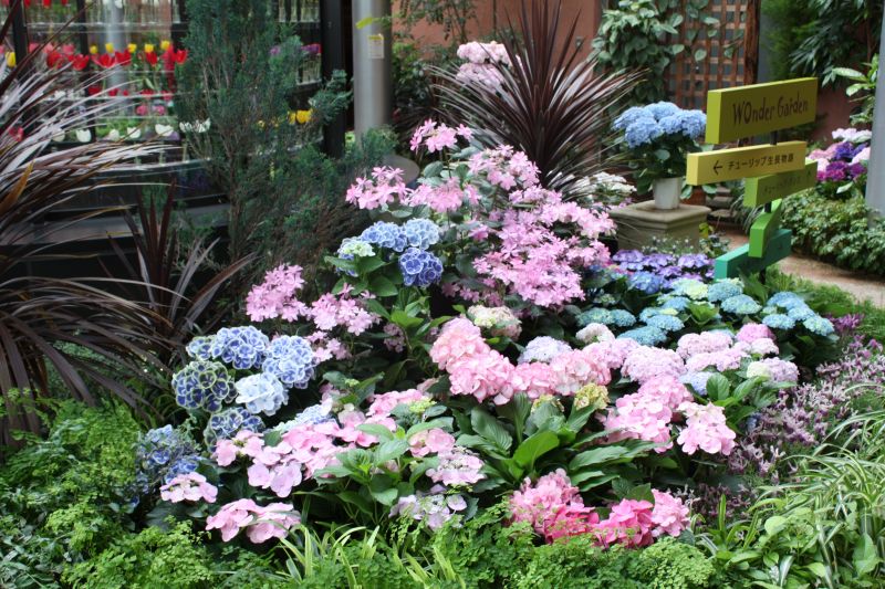 Tonami Tulip Gallery 3.JPG